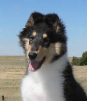 ARIA 12 weeks