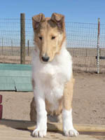 BREE 12 weeks