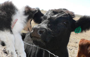 Juliet Meets Flo the cow.