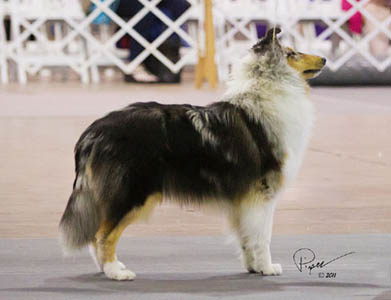 CCA NATIONAL 2011