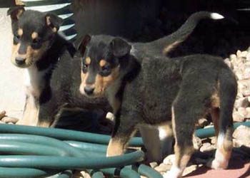 Jameson (left) and his sister Halle (right) 5 weeks old
