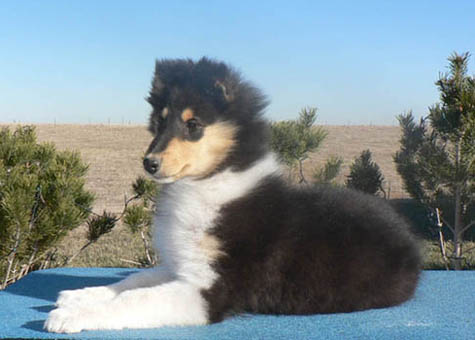 12 weeks